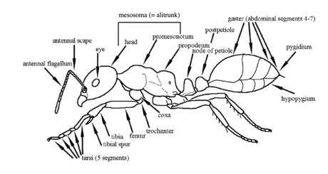 Key to the subfamilies of the southwestern Australian Botanical ...