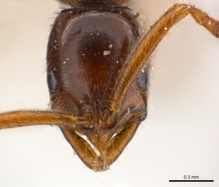 File:Leptogenys amu H.jpg