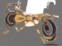 Monomorium nigriceps casent0902318 d 1 high.jpg