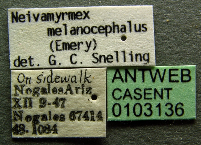 File:Neivamyrmex melanocephalus casent0103136 label 1.jpg