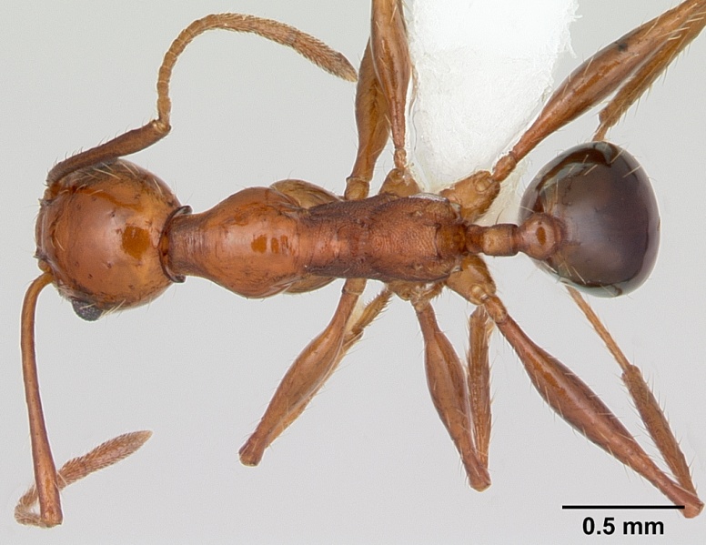 File:Pheidole bergi casent0178009 dorsal 1.jpg