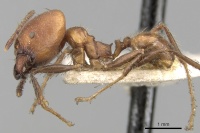 Pheidole pugnax casent0281747 p 1 high.jpg