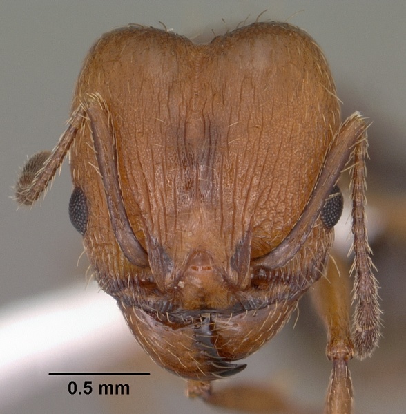 File:Pheidole sciara casent0104445 head 1.jpg