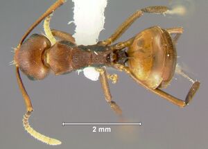 Polyrhachis-thrinaxD2.5x.jpg