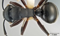 Polyrhachis templi top.jpg