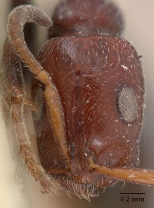 Tetraponera hysterica dimidiata casent0102035 head 1.jpg