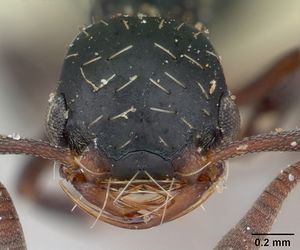 Thaumatomyrmex mutilatus casent0173034 head 1.jpg