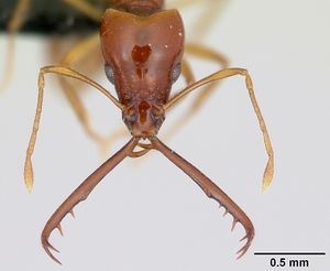 Acanthognathus teledectus casent0039799 head 1.jpg