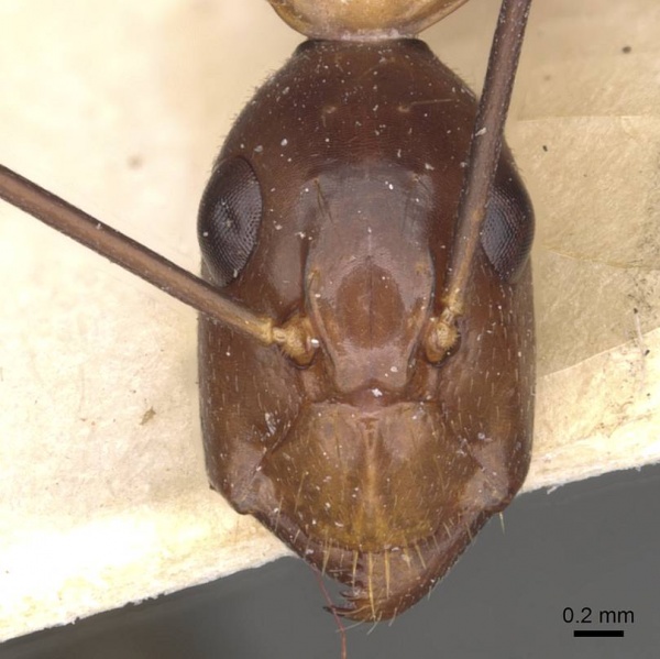 File:Camponotus aequatorialis casent0910042 h 1 high.jpg