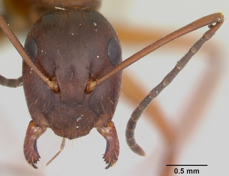 File:Camponotus aurosus casent0104992 head 1.jpg