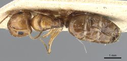 Camponotus emarginatus casent0905452 d 1 high.jpg