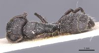 Camponotus olivieri casent0911845 d 1 high.jpg
