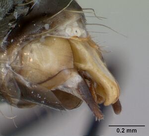 Camponotus planus casent0173220 profile 3.jpg