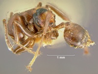 Crematogaster-bakeriL4.jpg