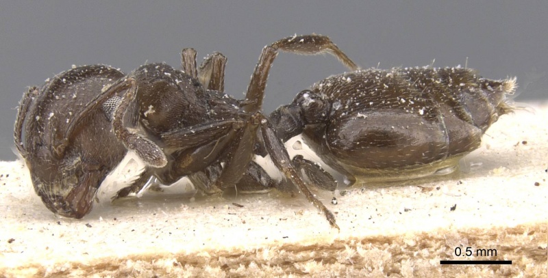 File:Crematogaster excisa casent0912658 p 1 high.jpg