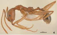 F04 Aphaenogaster splendida.jpg