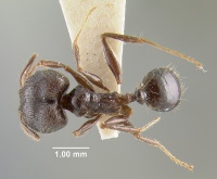 MCZ-ENT00031101 Pheidole sepulchralis had.jpg