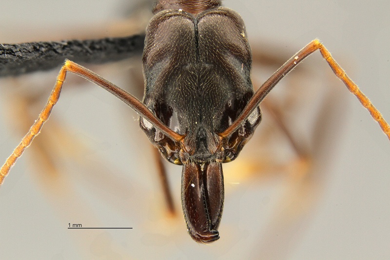 File:MCZ Odontomachus simillimus hef2.jpg