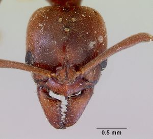 Pachycondyla castaneicolor casent0172338 head 1.jpg