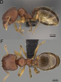 Pheidole beanka F26 d f.jpg