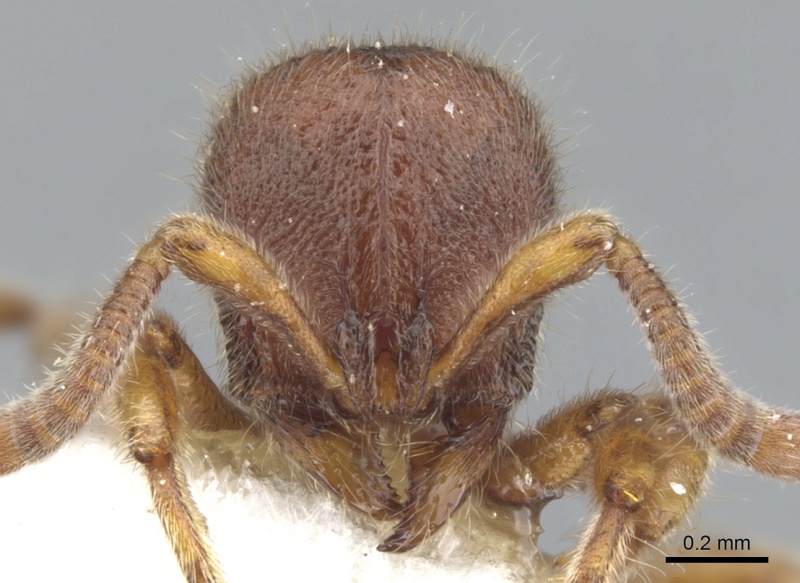 File:Proceratium banjaranense H casent0902418.jpg