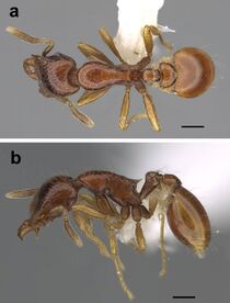 Strumigenys hubbewatyorum F4ab.jpg