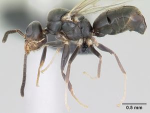 Technomyrmex albipes casent0055727 profile 1.jpg