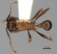 Tetramorium carinatum casent0217962 d 1 high.jpg