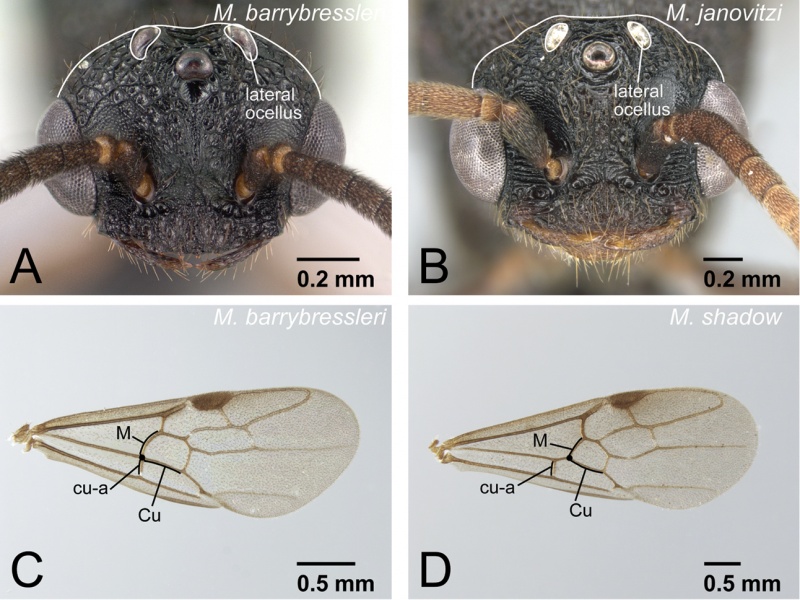 File:Zookeys-394-001-g031.jpg