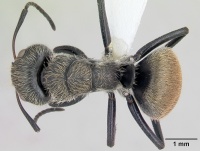 Camponotus arboreus casent0173393 dorsal 1.jpg