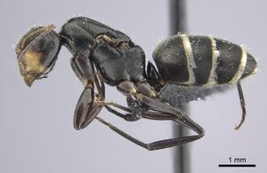 Camponotus linnaei inbiocri001236183 p 1 high.jpg