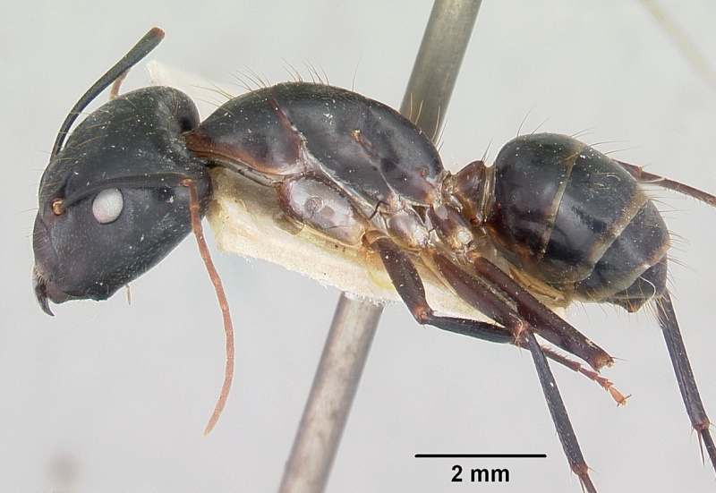 File:Camponotus maculatus casent0101341 profile 1.jpg