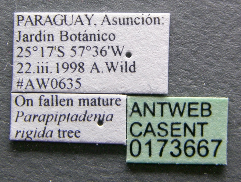 File:Cephalotes bruchi casent0173667 label 1.jpg