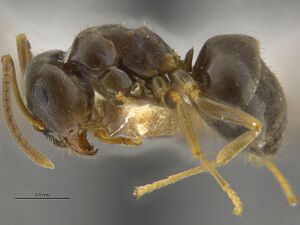 MCZ-ENT00672267 Lasius crypticus hal.jpg