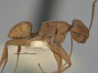 Melophorus fulvihirtus minor side ANIC32-900076.jpg