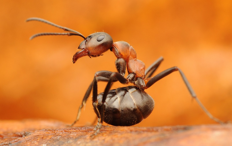 File:Michal Kukla Formica polyctena.jpg