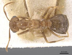 Monomorium santschii casent0913853 d 1 high.jpg