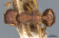 Myrmica salina D casent0904072.jpg