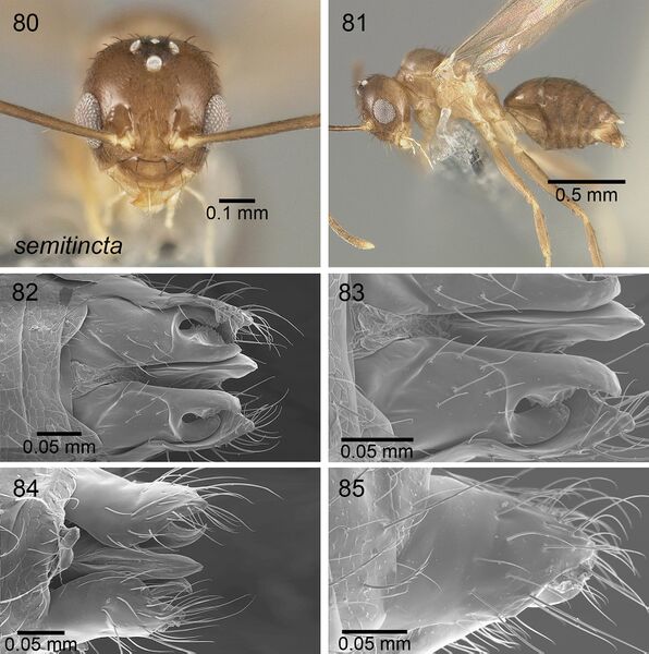 File:Nylanderia semitincta F80-85.jpg