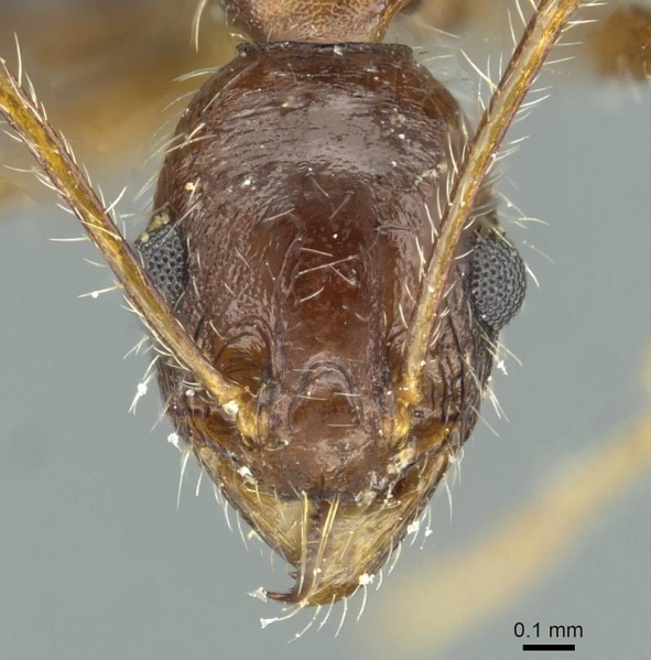 File:Pheidole andrieui casent0913265 h 1 high.jpg