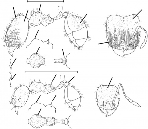 Pheidole nebulosa Wilson 2003.jpg