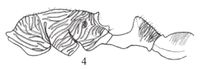 Pogonomyrmex kusnezovi P.jpg