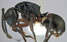 Polyrhachis curtospinosa side.jpg