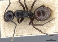 Polyrhachis subtridens casent0905569 d 1 high.jpg