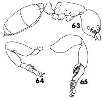 Rhopalomastix omotoensis F63-65.jpg