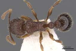 Tetramorium rogatum D casent0901159.jpg