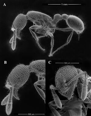 Tyrannomyrmex alii F5.jpg