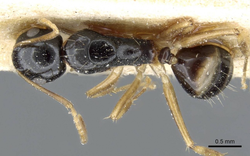 File:Camponotus albipes casent0905459 d 1 high.jpg