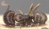 Camponotus hospes casent0905442 d 1 high.jpg