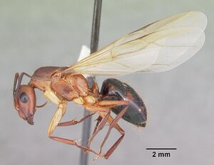 Camponotus tortuganus casent0103719 profile 2.jpg